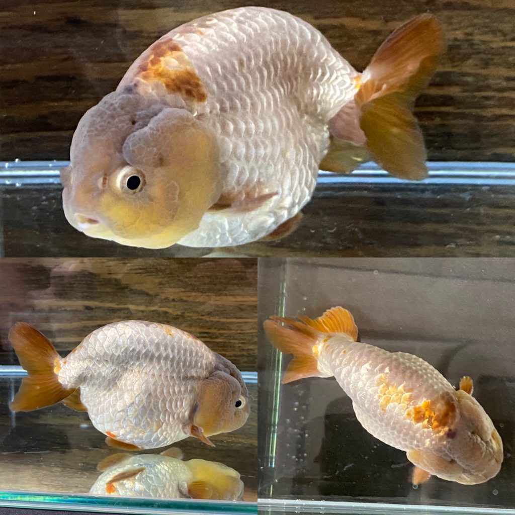 中国金魚 電撃大量入荷！瑪瑙らんちゅう編 | Deedbox aquarium