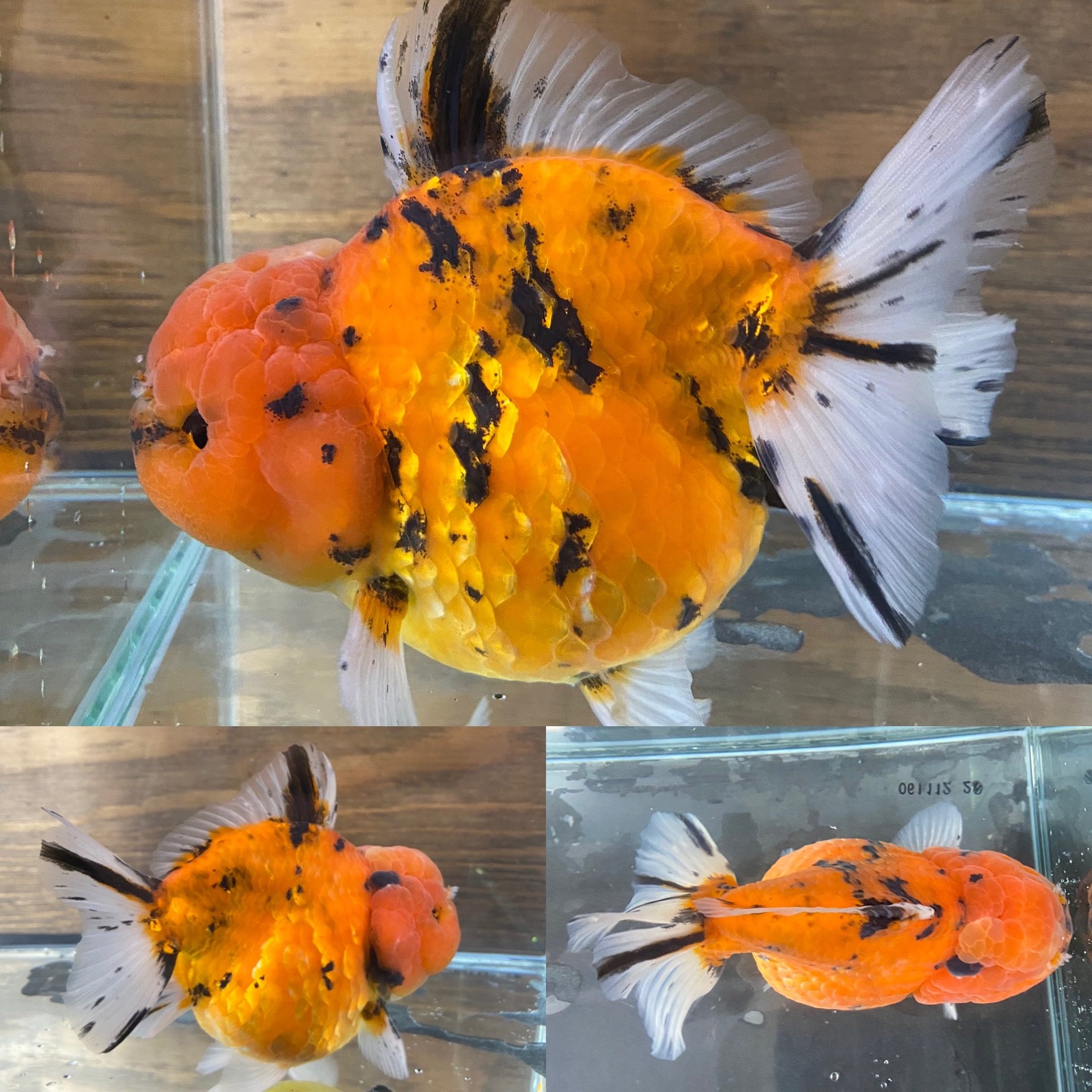 金魚の日って知っていますか Deedbox Aquarium