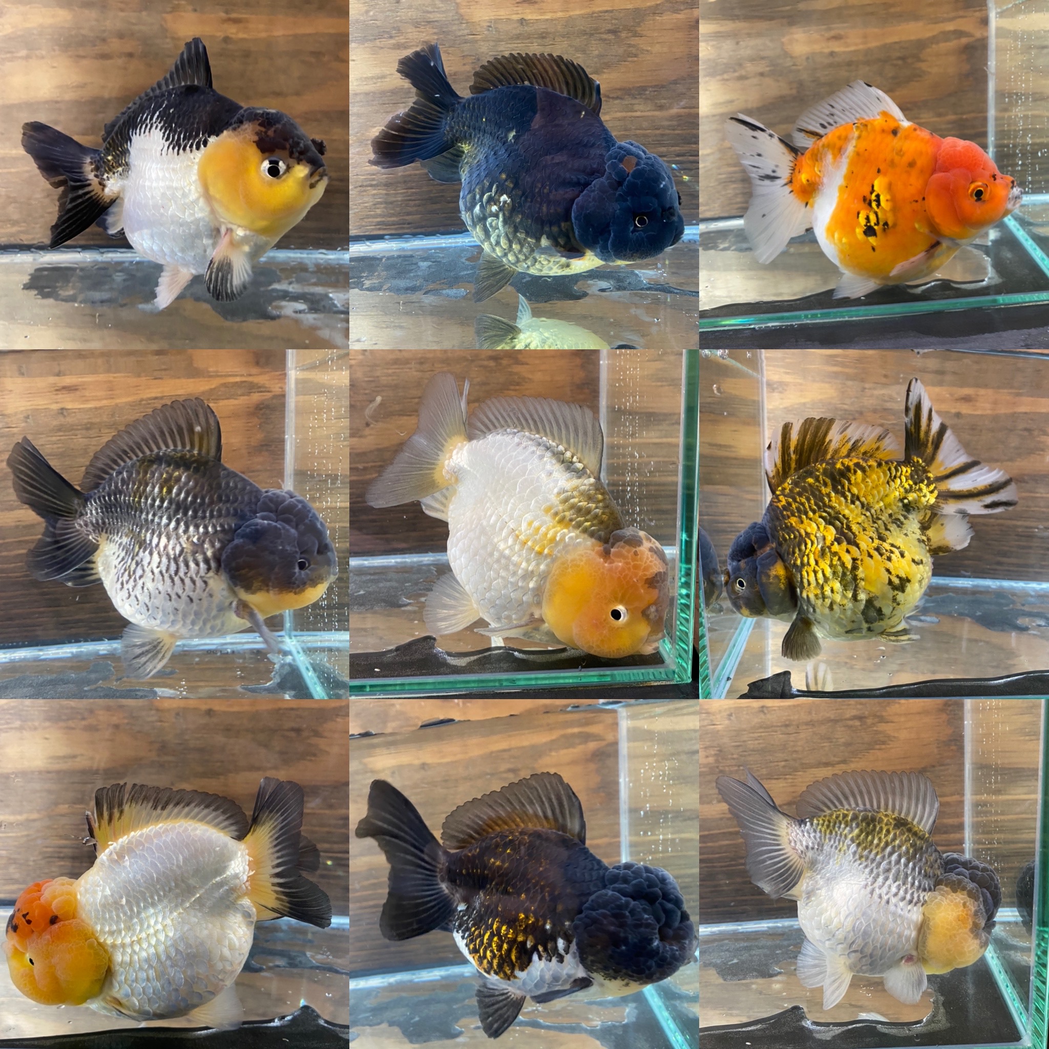 中国金魚 電撃大量入荷！ オランダショートテール編 | Deedbox aquarium